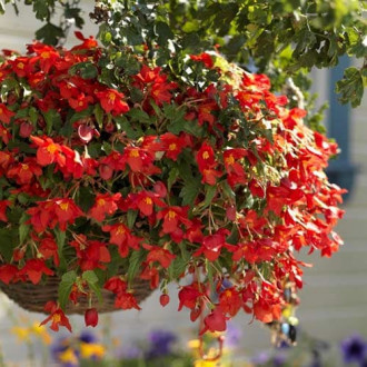Бегонія Бертіні -My Garden