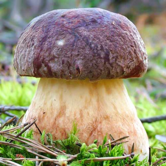 Білий гриб сосновий -My Garden
