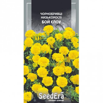 Бархатцы Бой Еллоу Seedera рисунок 15