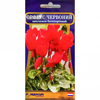 Цикламен Орфеус червоний Яскрава зображення 4