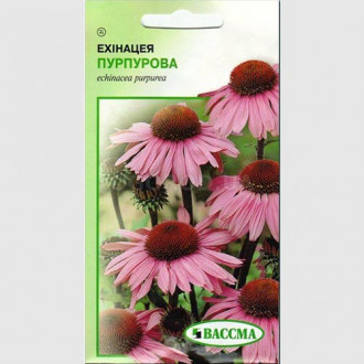 Ехінацея пурпурова Seedera зображення 2