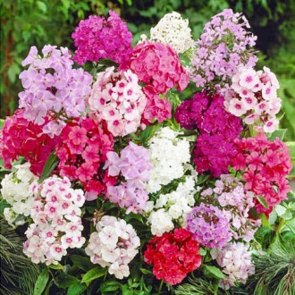 Флокс метельчатий, мікс зображення 13