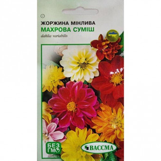 Жоржина махрова, суміш забарвлень Seedera зображення 5
