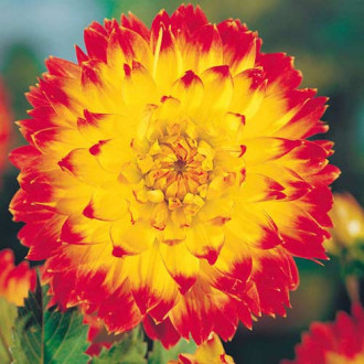 Жоржина Процион зображення 16