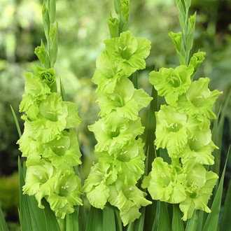 Гладіолус Грін Стар (Green Star) зображення 15