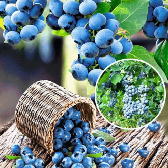 Голубіка (лохина) Норд Блю зображення 8