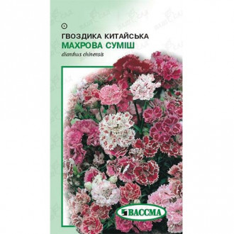 Гвоздика китайська Махрова, суміш забарвлень Seedera зображення 13