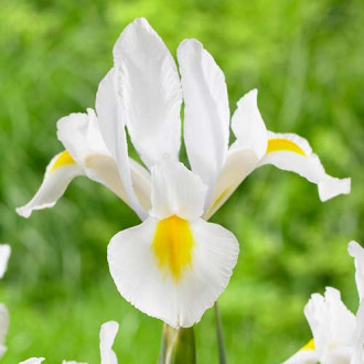 Ірис голландський Вайт зображення 9