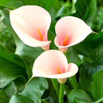 Кала Фламінго -My Garden