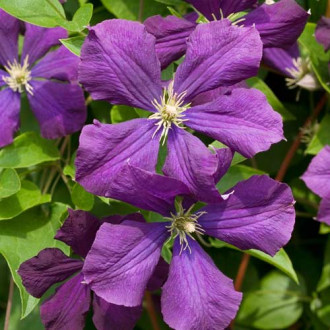 Клематіс Етіолі Віолет (Etoile Violette) зображення 10