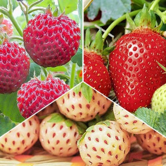 Комплект клубники Деликатесный из 3 сортов рисунок 3