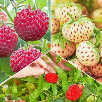 Комплект клубники и земляники Вкус лета из 3 сортов рисунок 4