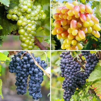 Комплект винограда Совиньон из 4 сортов рисунок 8