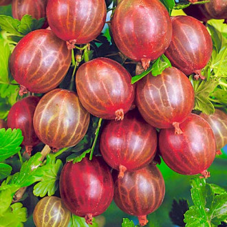 Аґрус Десертний зображення 13