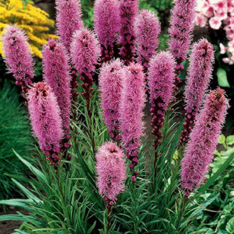 Ліатрис Спіката (Spicata) зображення 7