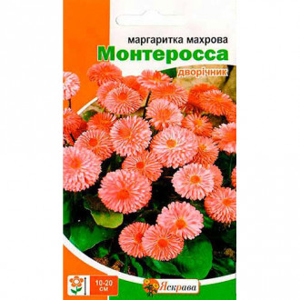 Маргаритка Монтеросса Яскрава зображення 16