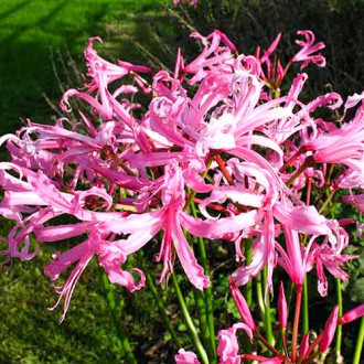 Нерина Боудену (Nerine Bowdenii) зображення 3