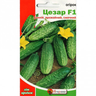 Огурец Цезарь F1 Яскрава рисунок 2