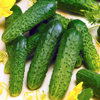 Огурец Король грядки F1 Seedera рисунок 6