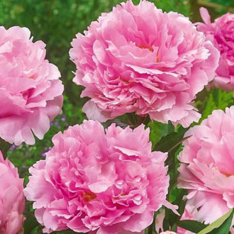 Півонія Пінк зображення 5