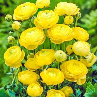 Ранункулюс (жовтець) Єллоу зображення 14