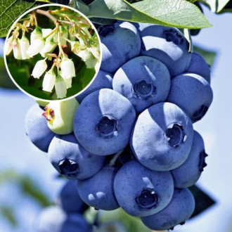 Голубіка (лохина) XXL зображення 1