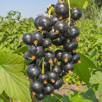 Смородина чорна Ажурна зображення 7