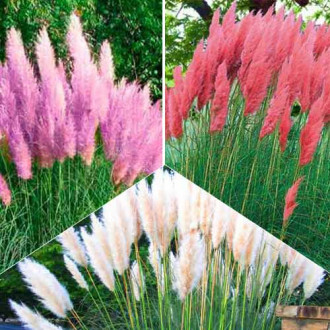 Суперпропозиція! Комплект Кортадерій із 3-х сортів зображення 5