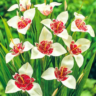 Тігрідія Альба зображення 7