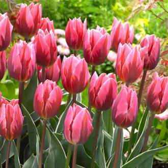 Тюльпан Тріумф Принцеса Ірен Роза -My Garden