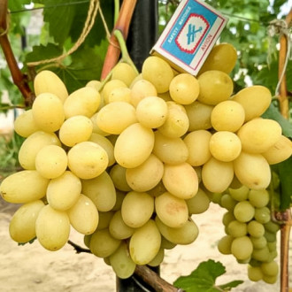Виноград Лора рисунок 5