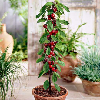 Вишня колоновидна Малютка зображення 5