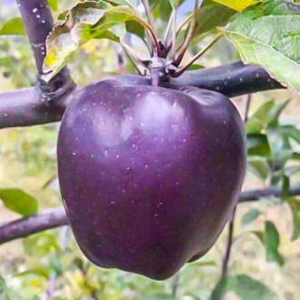 Яблуня Чорний діамант зображення 6