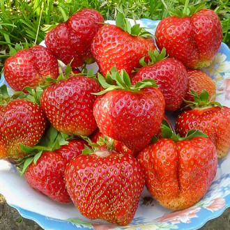 Полуниця Лорд зображення 8