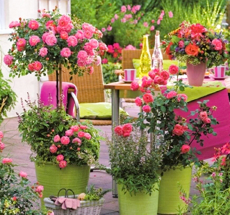 Суперпропозиції!