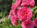 upload_img1