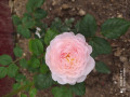 upload_img1