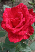 upload_img1