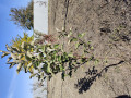 upload_img1
