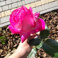 upload_img1