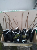 upload_img1