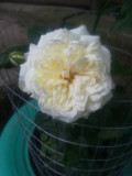 upload_img1