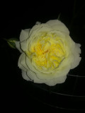upload_img1
