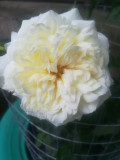upload_img1