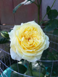 upload_img1