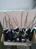upload_img1