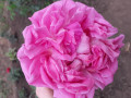 upload_img1