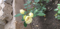 upload_img1