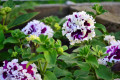upload_img1