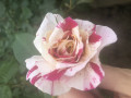 upload_img1